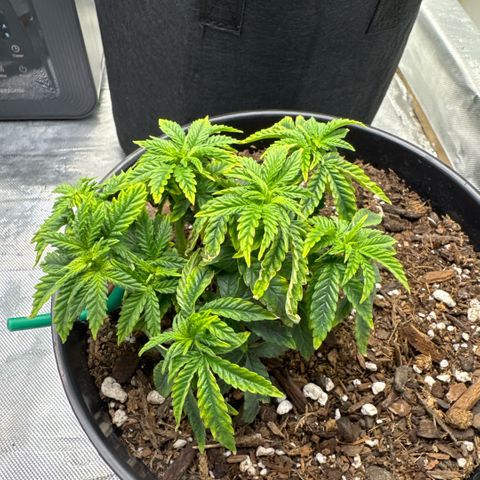Superboof 2 growlog timeline photo