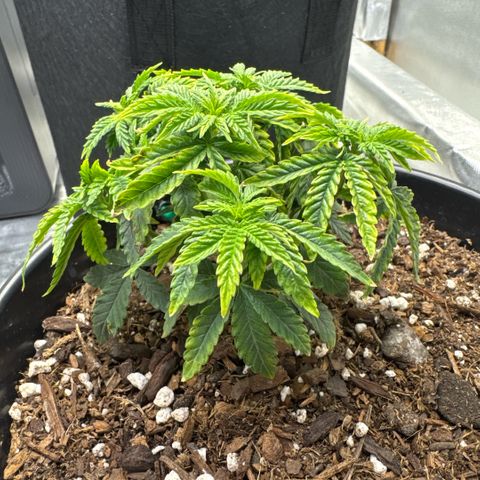 Superboof 2 growlog timeline photo