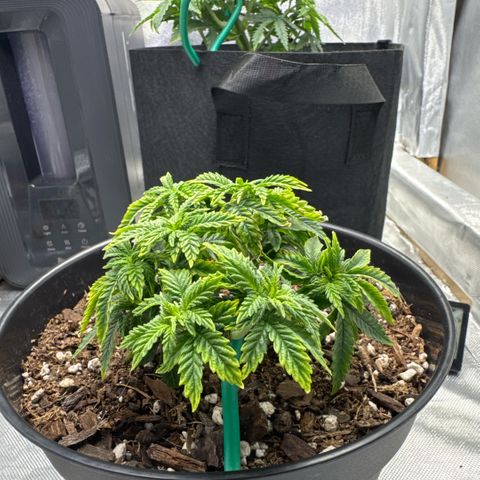 Superboof 2 growlog timeline photo