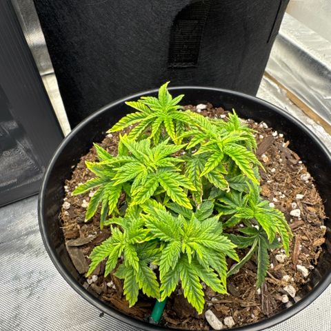 Superboof 2 growlog timeline photo