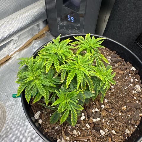 Superboof 2 growlog timeline photo