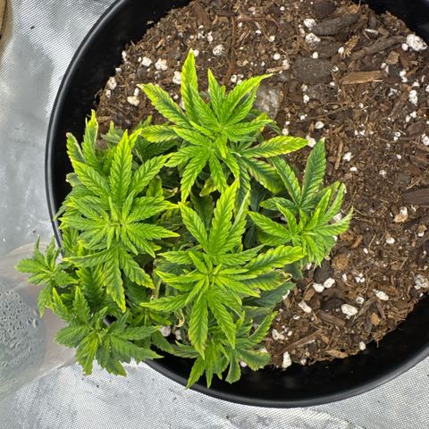 Superboof 2 growlog timeline photo