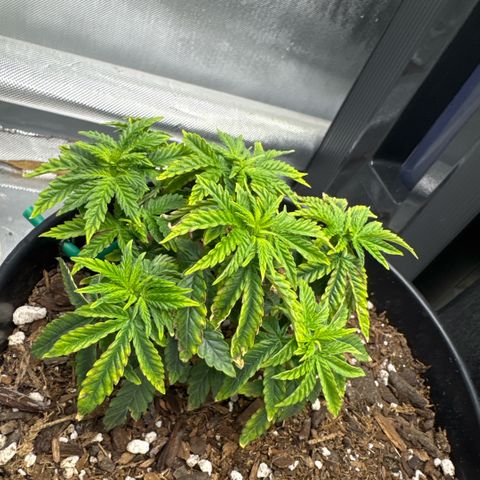 Superboof 2 growlog timeline photo