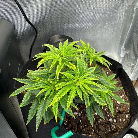 Super Boof growlog timeline photo