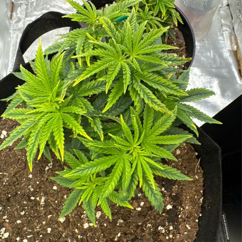 Super Boof growlog timeline photo