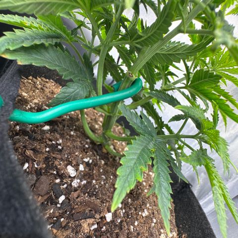 Super Boof growlog timeline photo