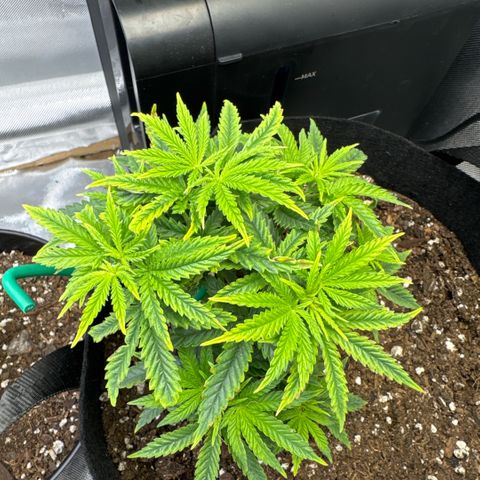 Super Boof growlog timeline photo