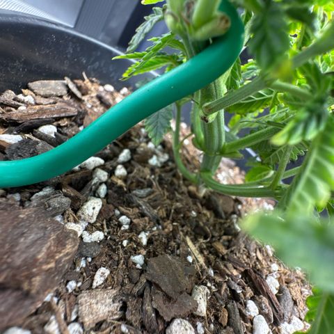 Superboof 2 growlog timeline photo