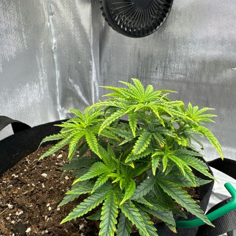 Super Boof growlog timeline photo
