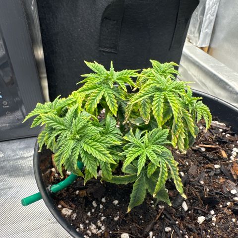 Superboof 2 growlog timeline photo