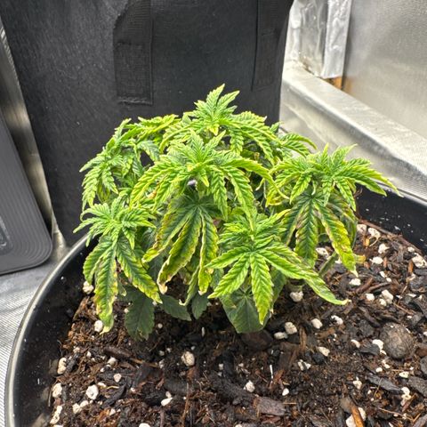 Superboof 2 growlog timeline photo