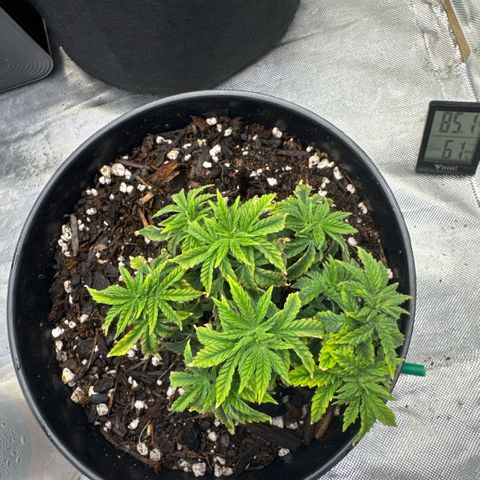 Superboof 2 growlog timeline photo