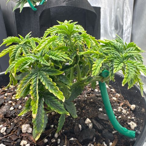 Superboof 2 growlog timeline photo