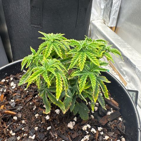 Superboof 2 growlog timeline photo