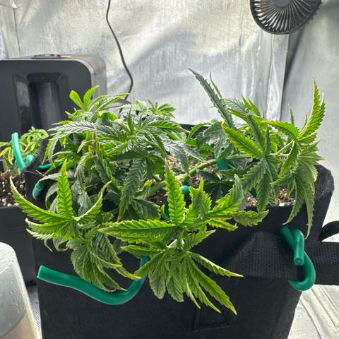 Super Boof growlog timeline photo