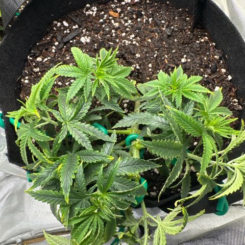 Super Boof growlog timeline photo