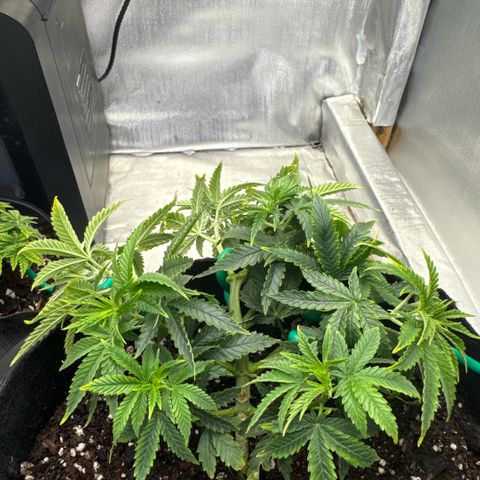 Super Boof growlog timeline photo