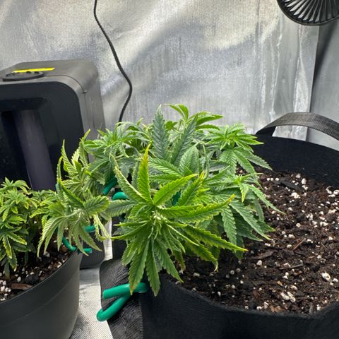 Super Boof growlog timeline photo