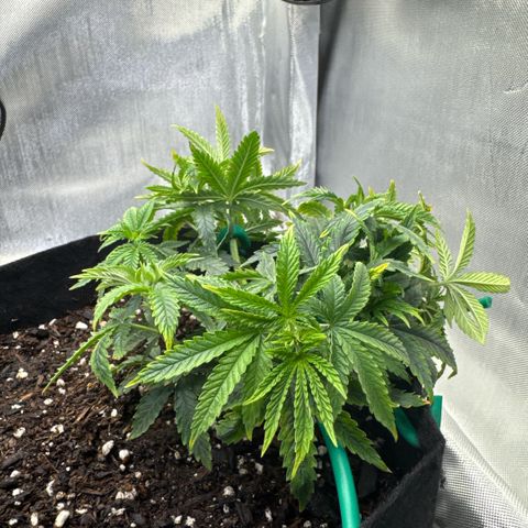 Super Boof growlog timeline photo