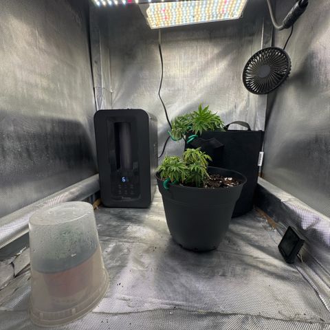 Superboof 2 growlog timeline photo