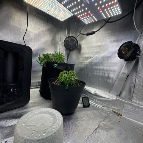 Superboof 2 growlog timeline photo