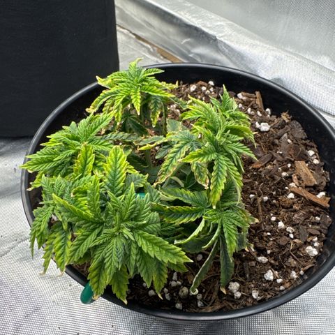 Superboof 2 growlog timeline photo