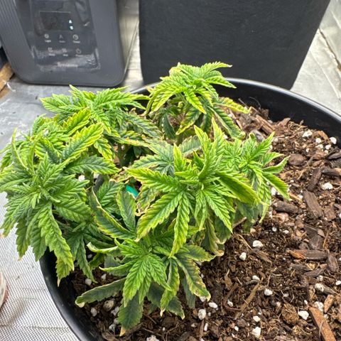 Superboof 2 growlog timeline photo