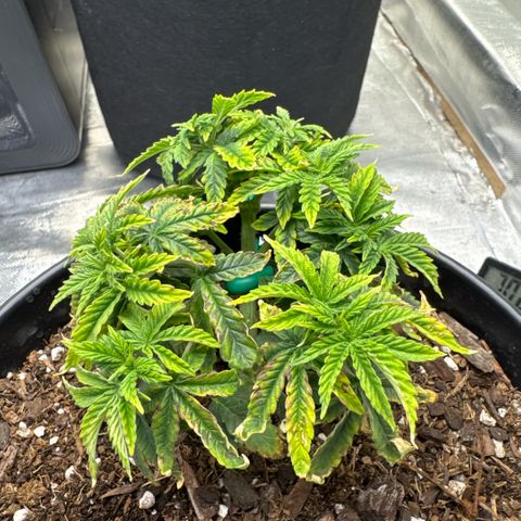 Superboof 2 growlog timeline photo