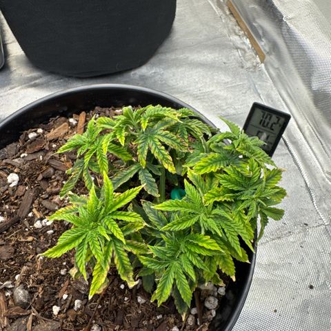 Superboof 2 growlog timeline photo