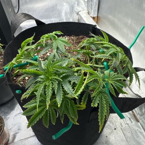Super Boof growlog timeline photo
