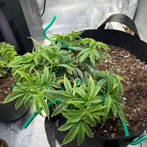 Super Boof growlog timeline photo