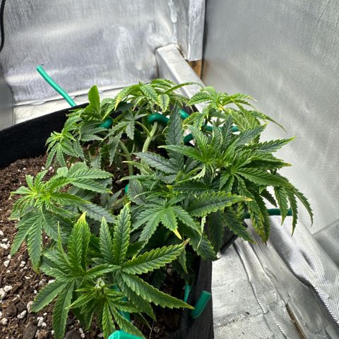 Super Boof growlog timeline photo