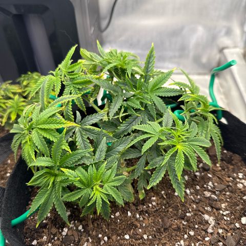 Super Boof growlog timeline photo