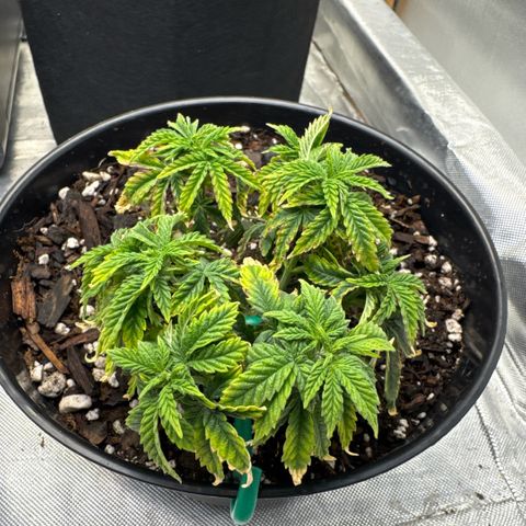 Superboof 2 growlog timeline photo