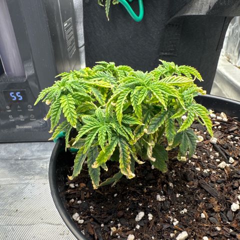 Superboof 2 growlog timeline photo