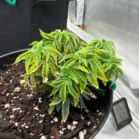Superboof 2 growlog timeline photo