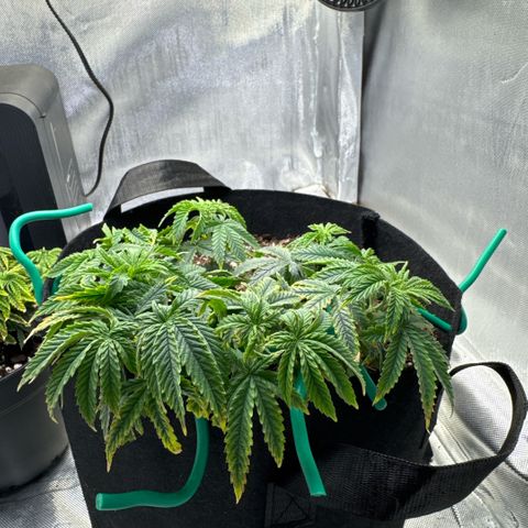 Super Boof growlog timeline photo
