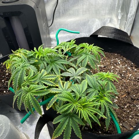 Super Boof growlog timeline photo
