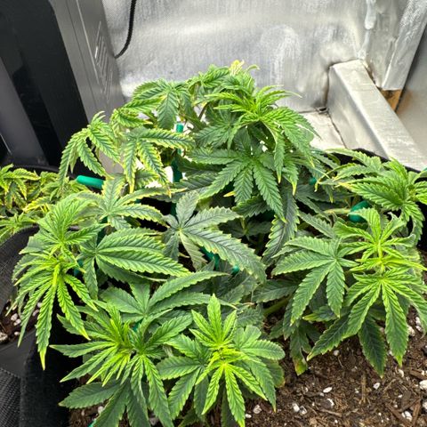 Super Boof growlog timeline photo