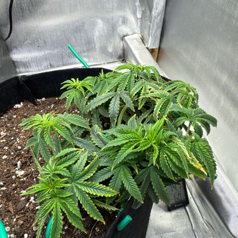 Super Boof growlog timeline photo