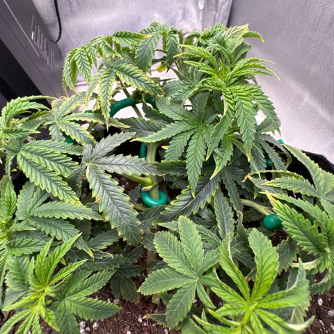 Super Boof growlog timeline photo