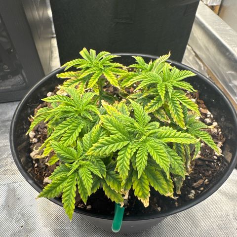 Superboof 2 growlog timeline photo