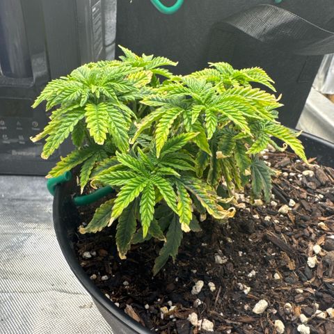 Superboof 2 growlog timeline photo