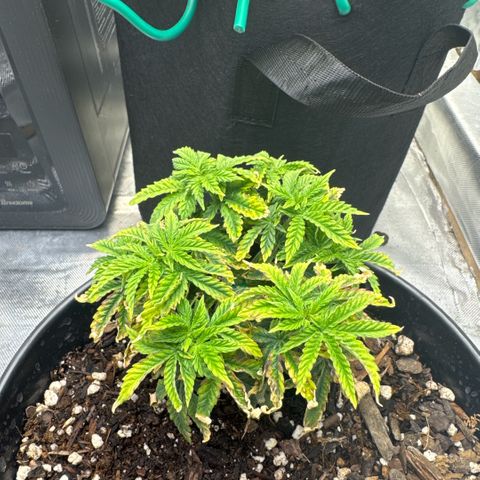 Superboof 2 growlog timeline photo