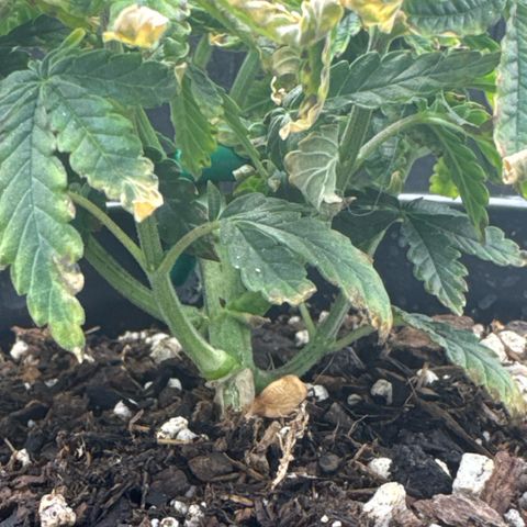 Superboof 2 growlog timeline photo