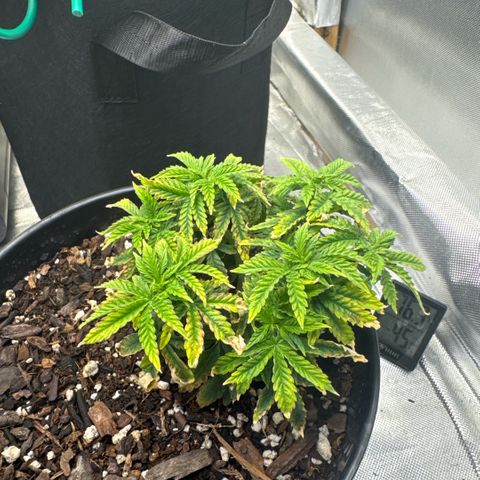 Superboof 2 growlog timeline photo