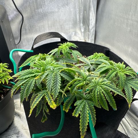 Super Boof growlog timeline photo