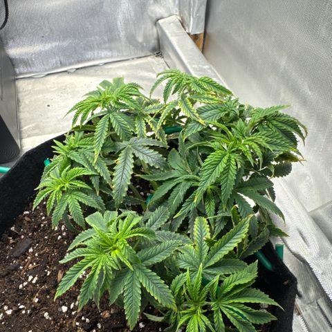 Super Boof growlog timeline photo