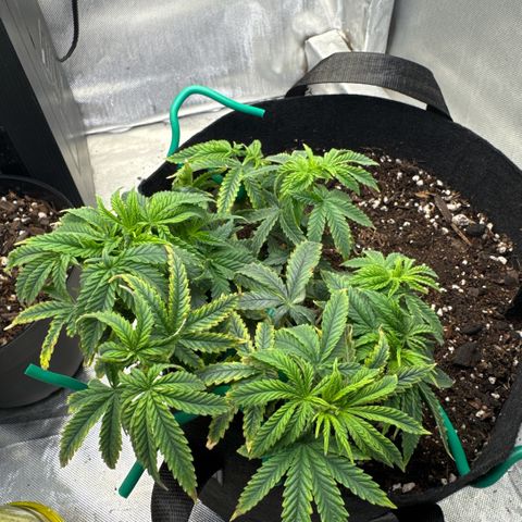 Super Boof growlog timeline photo