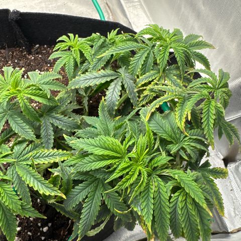 Super Boof growlog timeline photo